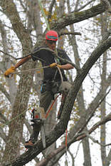 Arborist in tree pulling up chainsaw
