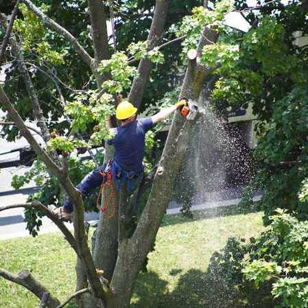 Tree removal cutting a main branch