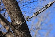 Tree Cabling Chesapeake VA