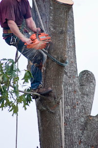Cutting a large branch during tree removal service