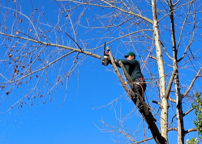 Tree trimming service  - arborist trimming a birch tree in Norfolk, VA